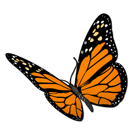 butterfly_monarch