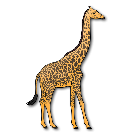 giraffe