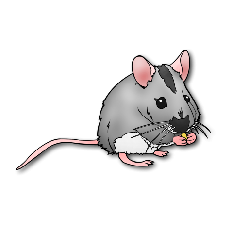 mouse