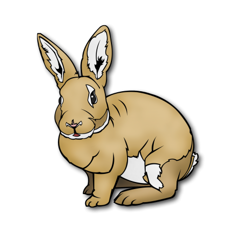 rabbit