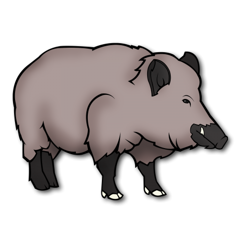 wild_boar