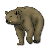 brown_bear
