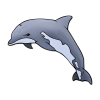 dolphin