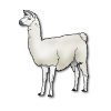 llama