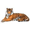 tiger