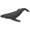 whale_humpback