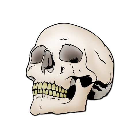 skull