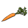 carrot