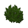 myrtus_shrub