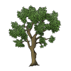 olive_tree